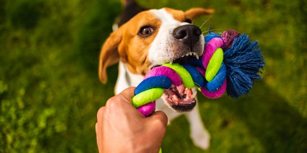 Tug games for store dogs